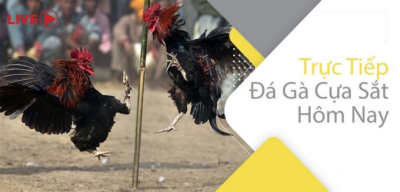 Theo dõi đá gà trực tiếp hôm nay bằng cách nào? Theo dõi đá gà trực tiếp hôm nay bằng cách nào?
